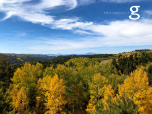 beautiful golden aspens